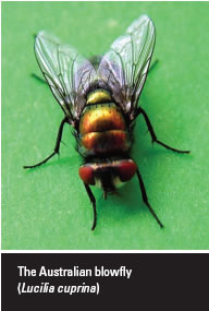 Australian Blowfly