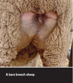 A Bare Breech Sheep