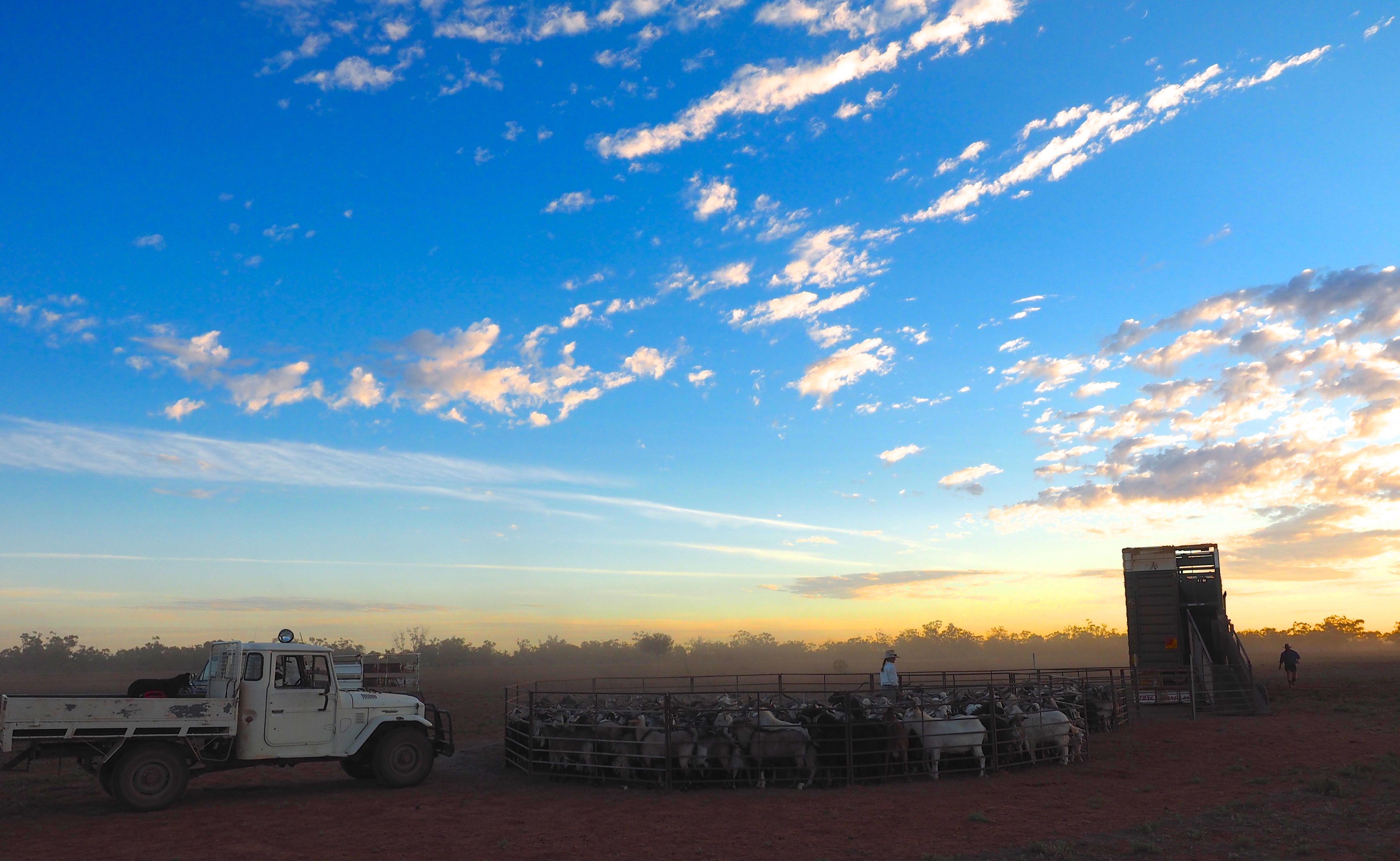 Chris Ferguson_Loading Goats at Dawn.jpg