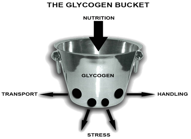 MLA-The-glycogen-bucket.jpg