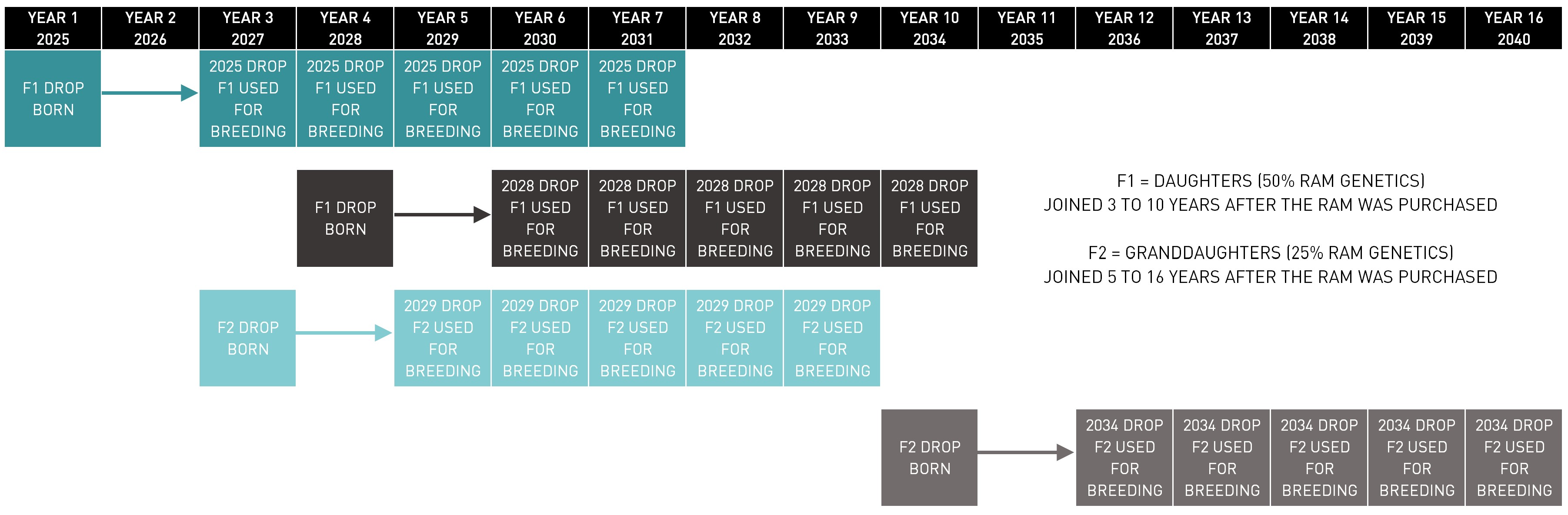 AWI Influence ram genetics GD3750_FOR MMFS.jpg